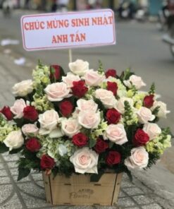 Combo tốt nghiệp